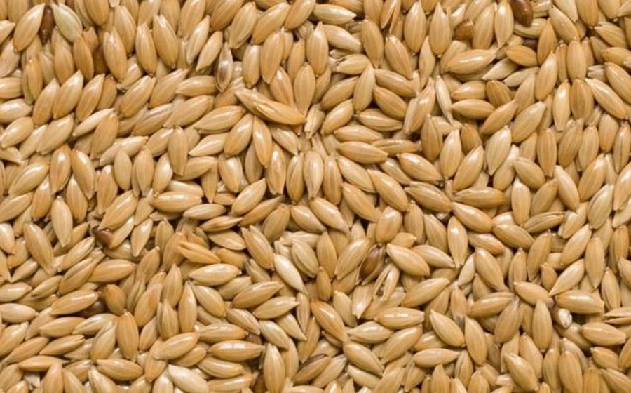 Canary Seed