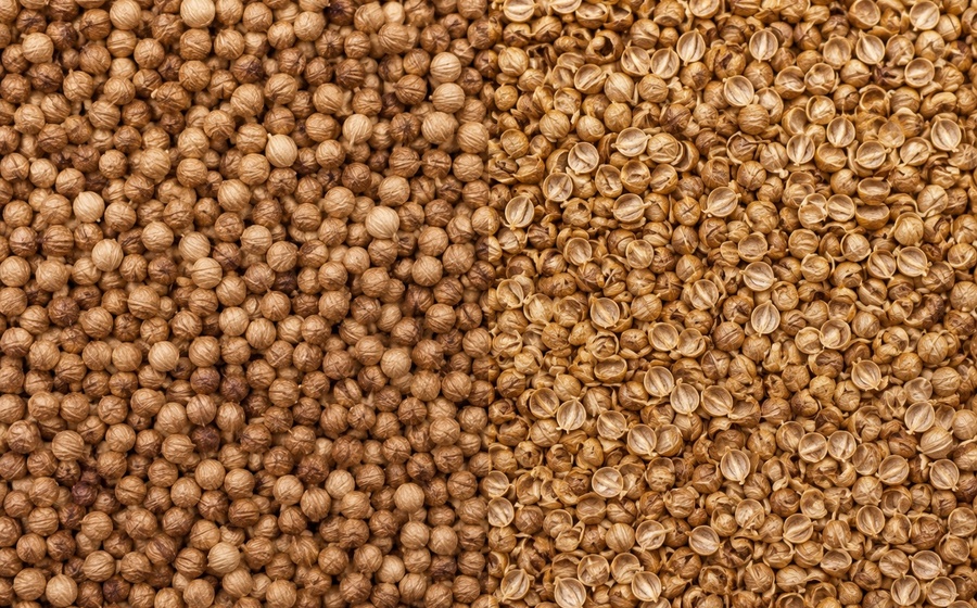 Coriander