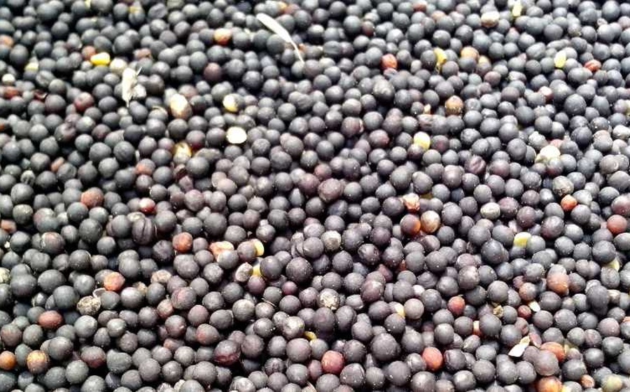 Rapeseed
