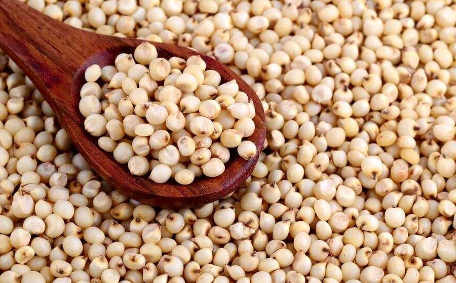 Sorghum